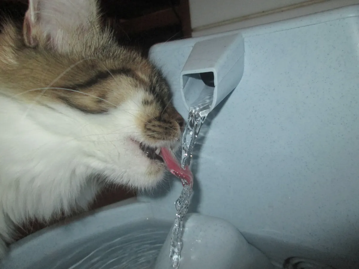 Ceramic cat water fountain