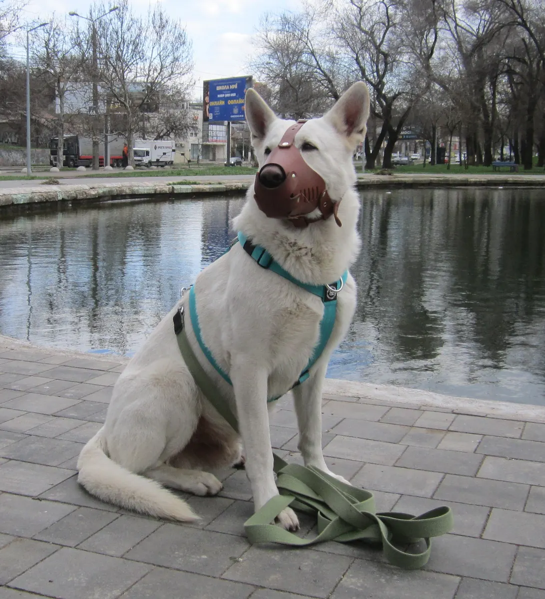 Reflective dog harness