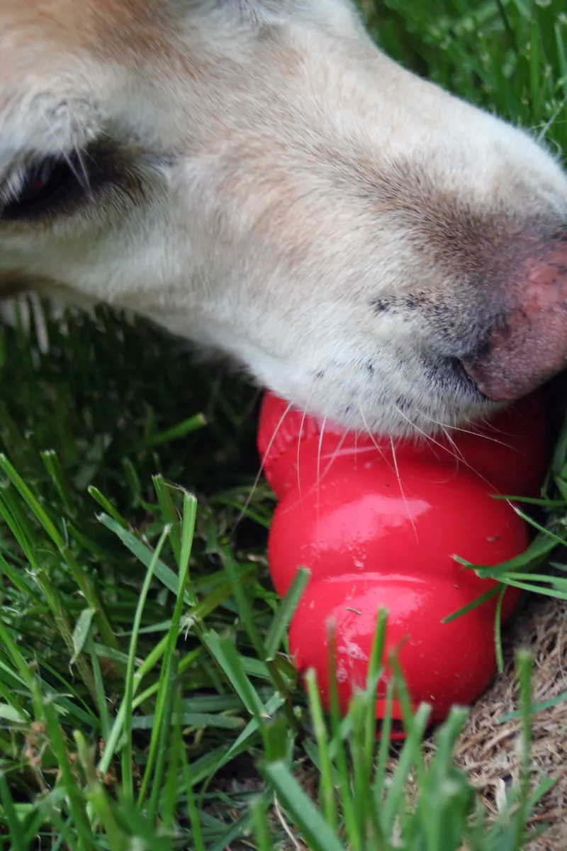 Natural rubber chew toy set