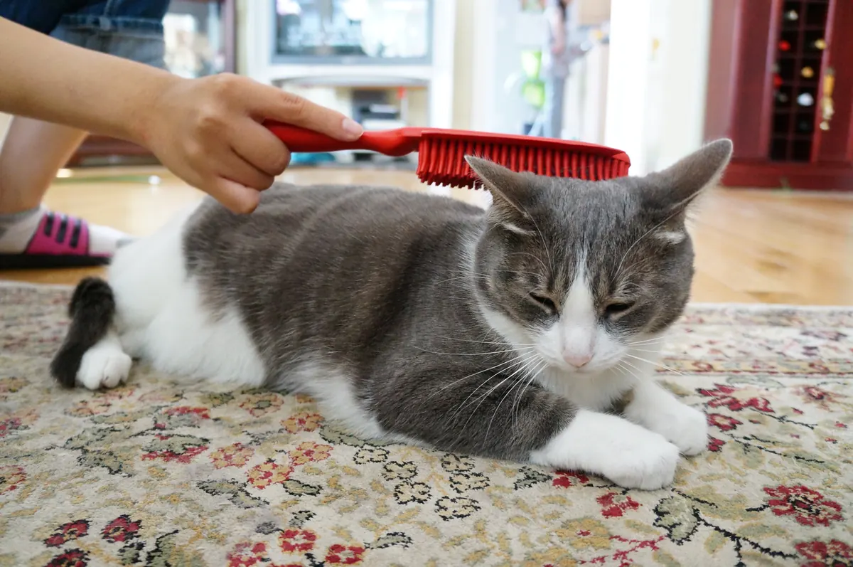 Self-cleaning cat brush