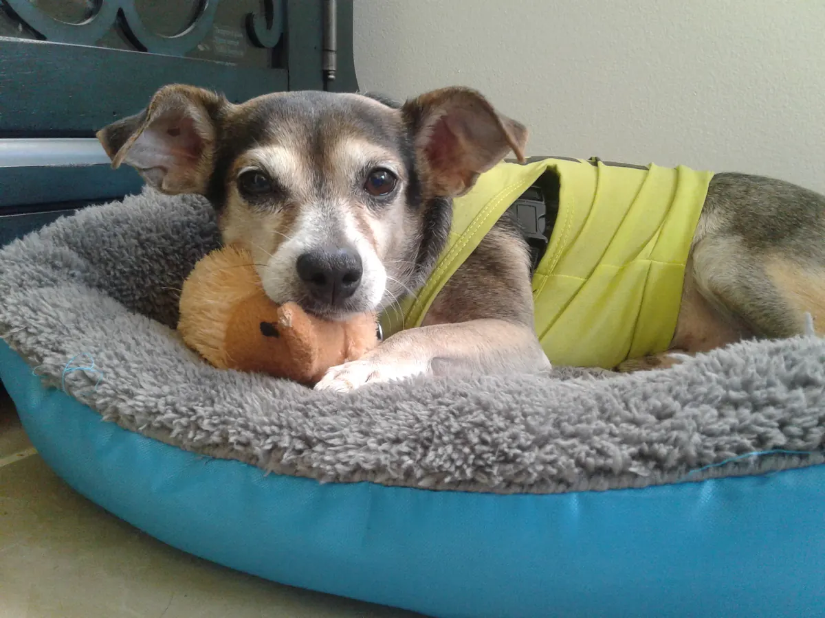 Orthopaedic dog bed